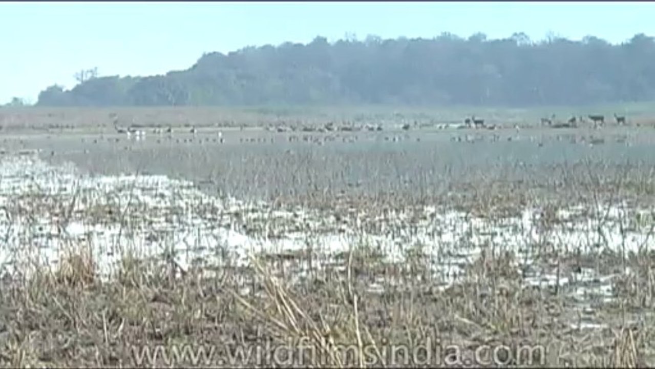 Wild-Life-Barasingha-dvd-85-3