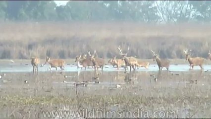 Wild-Life-Barasingha-dvd-85-7