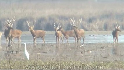 Wild-Life-Barasingha-dvd-85-8
