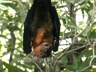Wild-Life-Bat-dvd-85-1