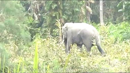 Wild-Life-Elephants-dvd-85-1