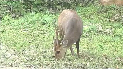Wild-Life-Hogdeer-dvd-85-2