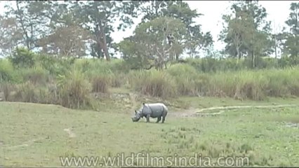 Wild-Life-Rhino-dvd-85-1
