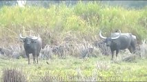 Wild-Life-Water-Buffaloes-dvd-85-1