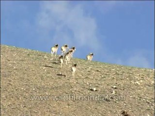 Wildlife-Bharal-Dvd-136-2