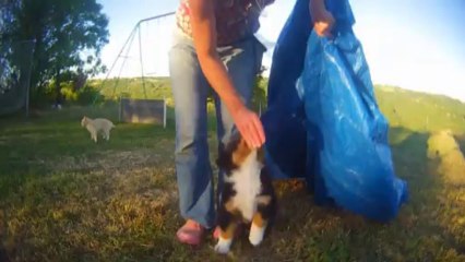 Ikon I Come de La Troade - Séances d'éducation par la Méthode Naturelle (Sessions of  puppy training by the Natural Method)