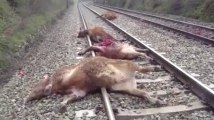 Des vaches percutées par un train (vidéo 2)