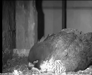 faucons 2011 04.04.11