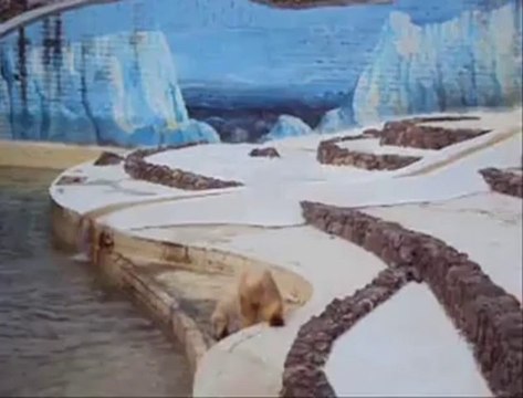 Qannik, le bébé ours blanc du mone sauvage d'Aywaille, fait ses premiers pas...