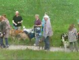 Balade de chiens à Wervik