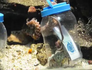 Paula la pieuvre de Liège donne son pronostic pour Standard-Genk