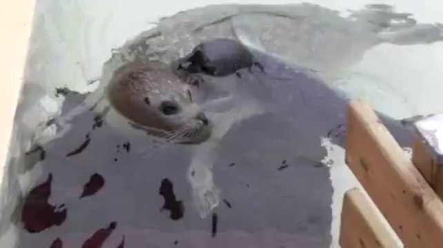 Naissance du bébé phoque au Val Mosan