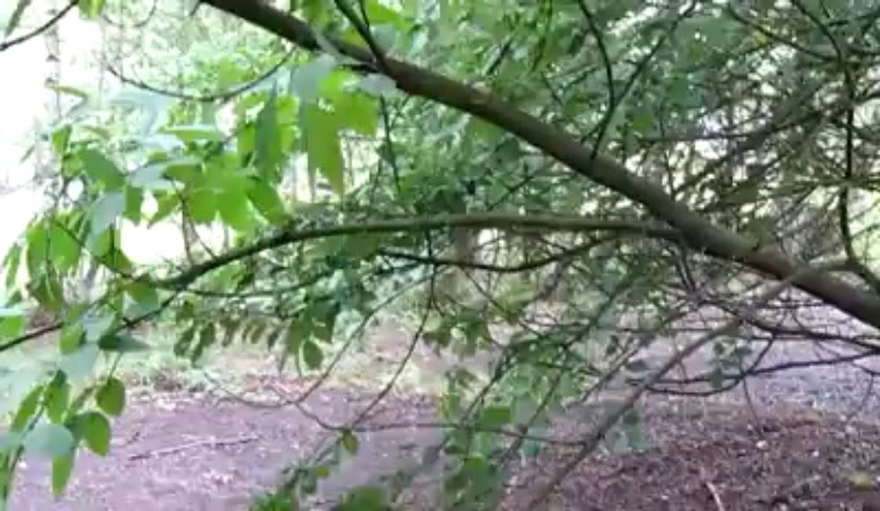 Les chiens pisteurs de la police fédérale à Niv...