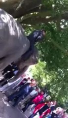 A dos d'éléphant à Pairi Daiza