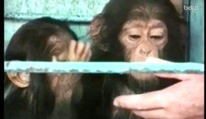 Anvers et Planckendael invitent les visiteurs à faire le singe