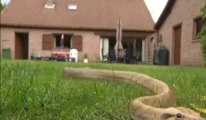 Un python tigre de 2 mètres sème la terreur près d'Anvers
