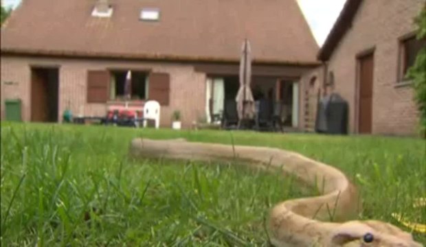 Un python tigre de 2 mètres sème la terreur près d'Anvers