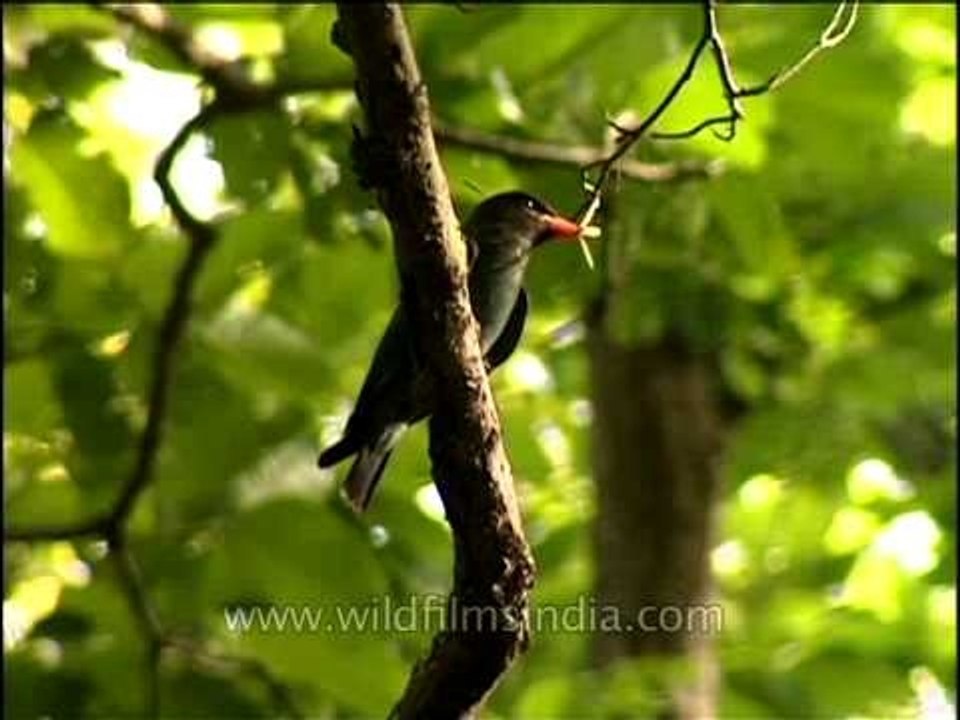 Dollarbird or Roller in Corbett Park