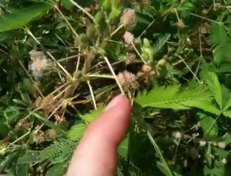Surprenant spécimen au Jardin Botanique National de Meise