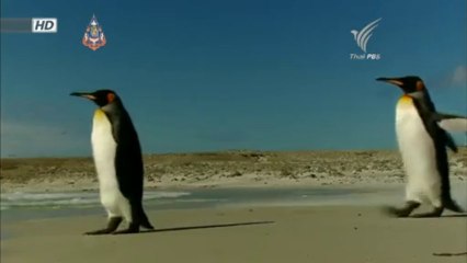 โลก 360 องศา - เพนกวินในหมู่เกาะฟอล์กแลนด์ 27Aug13