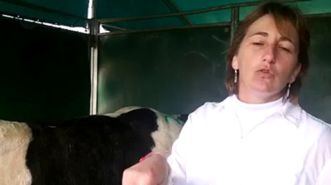 Libramont: Mireille, de l'Amour est dans le pré au concours blanc bleu belge