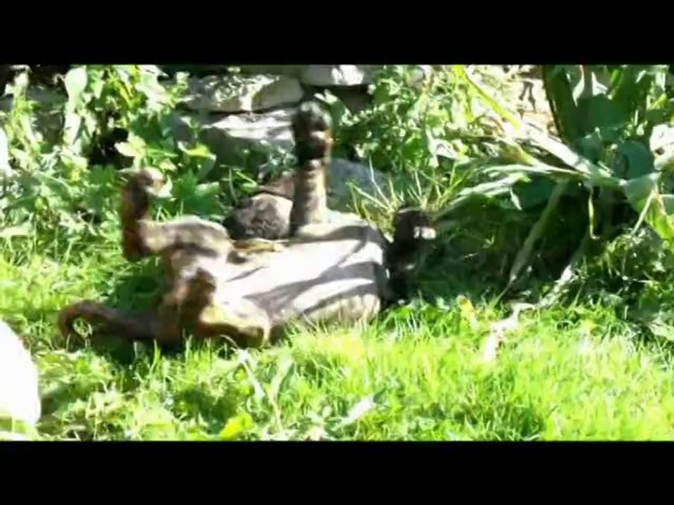 Unsere kleinen Rabauken