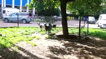 Les chèvres de l'école Paradis des Enfants Etterbeek