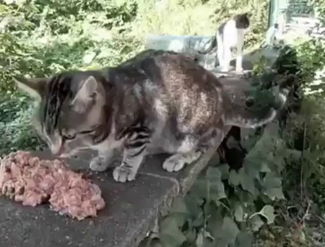 Les chats envahissent leur jardin