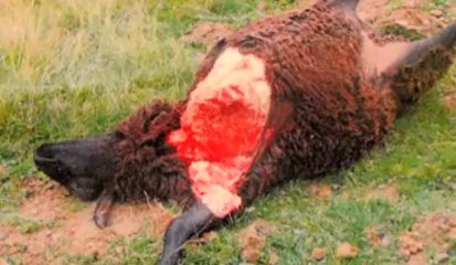Un loup attaque des moutons à Gedinne