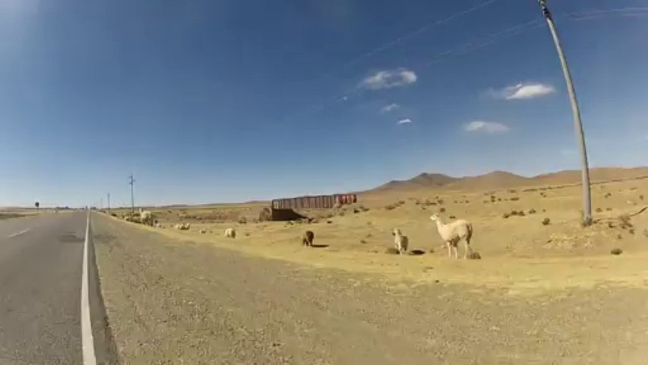 Les lamas