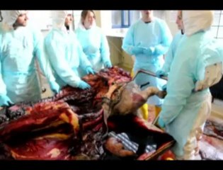 Un cours d'autopsie avec Calixte Bayrou à L'ulg