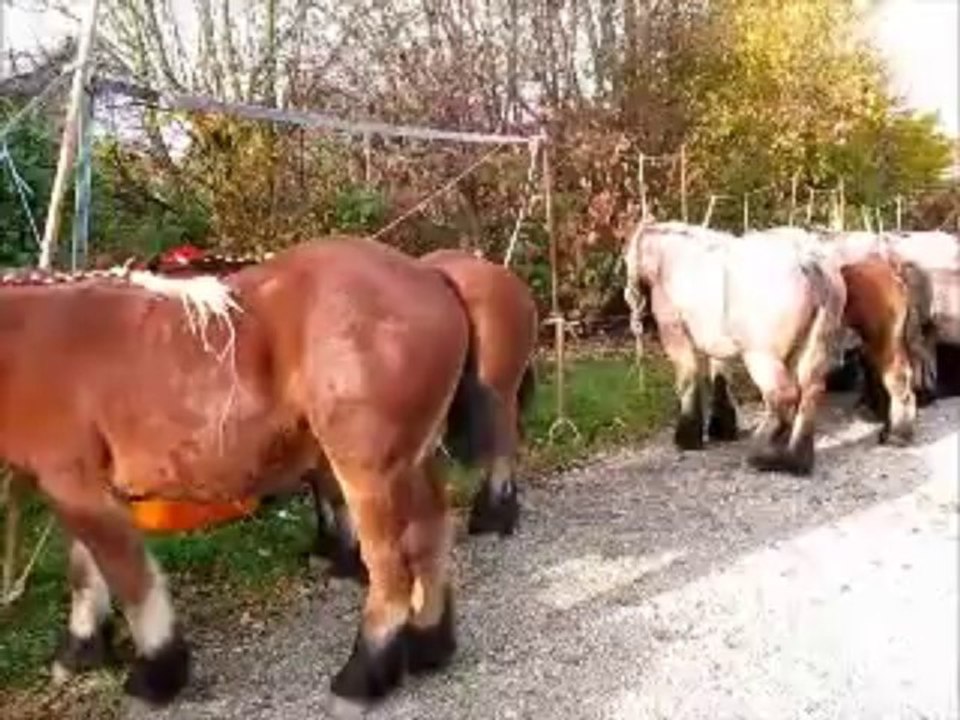 concours , Saint Hubert, Aubel