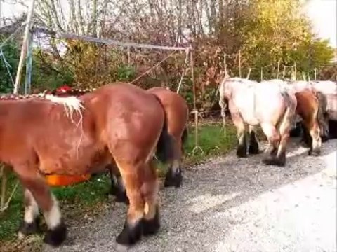 concours , Saint Hubert, Aubel