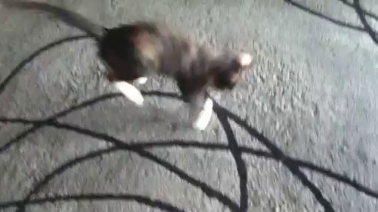 chat sauteur