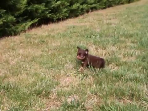 Chiot Chihuahua poil long chocolat et tan de 5 semaines