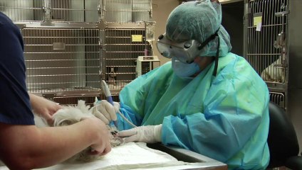 Welcome to Michigan Road Animal Hospital @ Crooked Creek