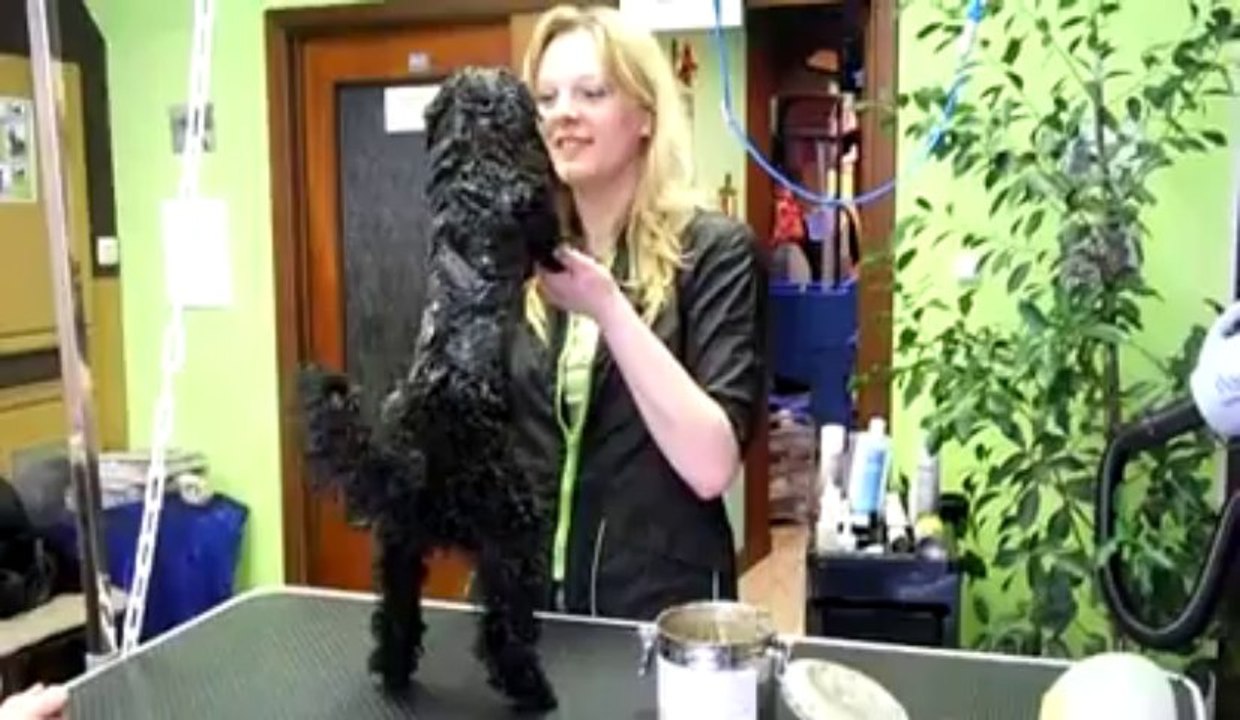 Marylor Dufour toiletteuse pour chien à Mons