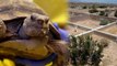 Recession Dooms Hundreds of Endangered Tortoises