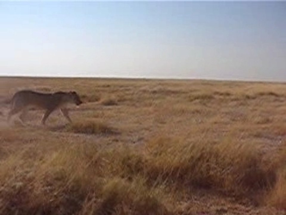 Namibie 2006 - Etosha