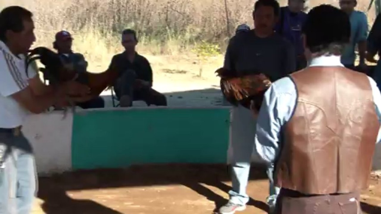 Pelea de topeton 2