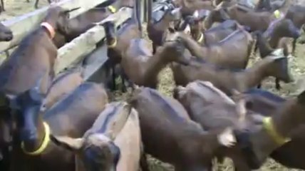 Durbuy: à la chèvrerie d'Ozo