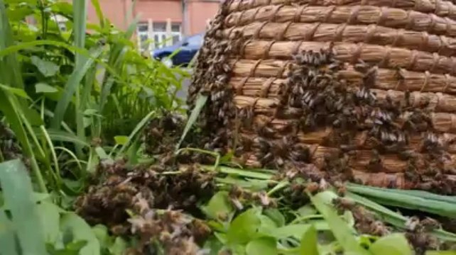 Essaim d'abeilles avenue Eisenhower