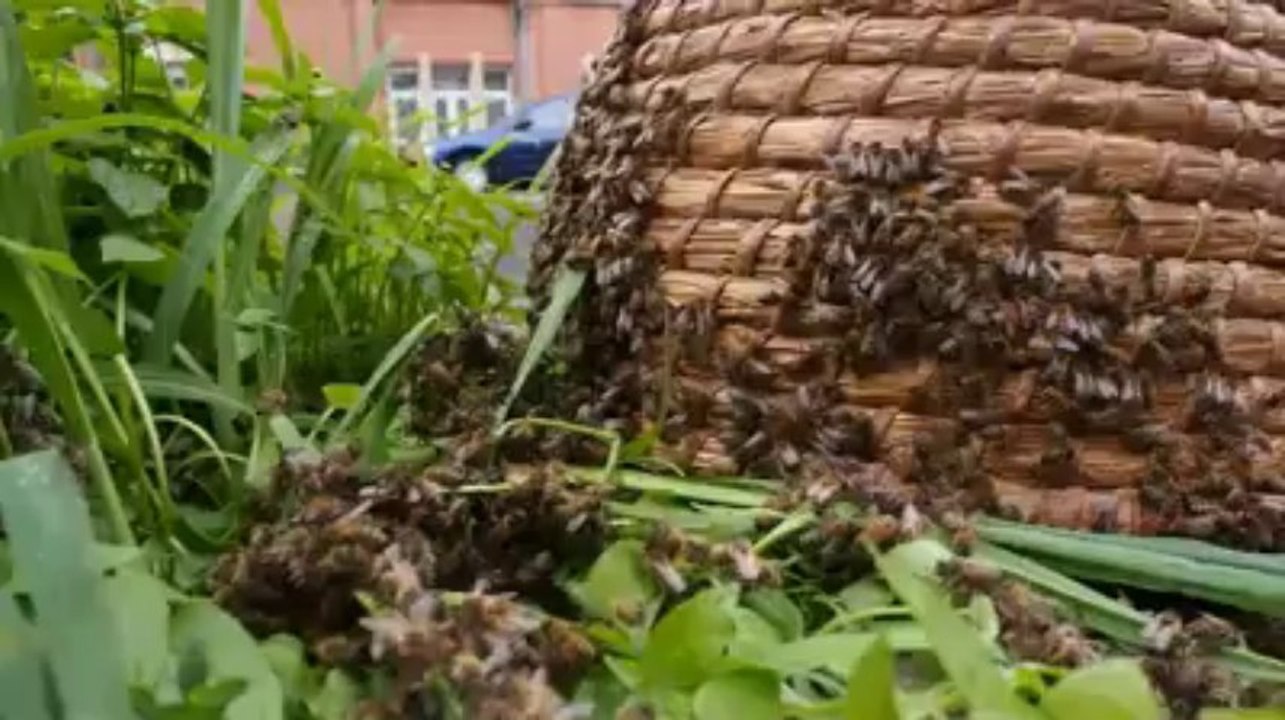 Essaim d'abeilles avenue Eisenhower