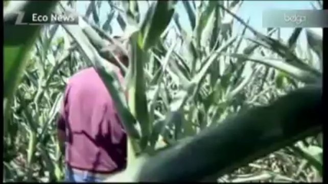 Le marché des céréales s'envole