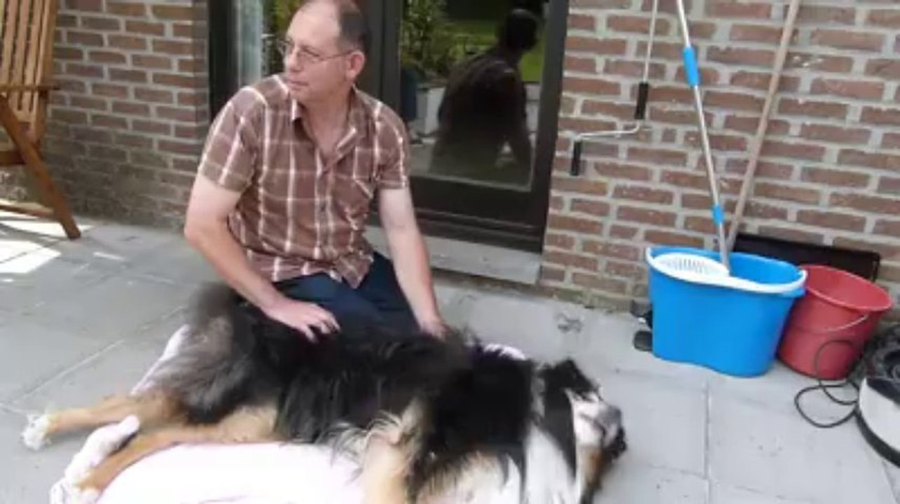 shiatsu canin