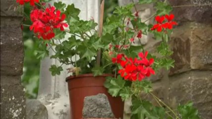 Le "travail au noir" de Michelle Martin va être contrôlé