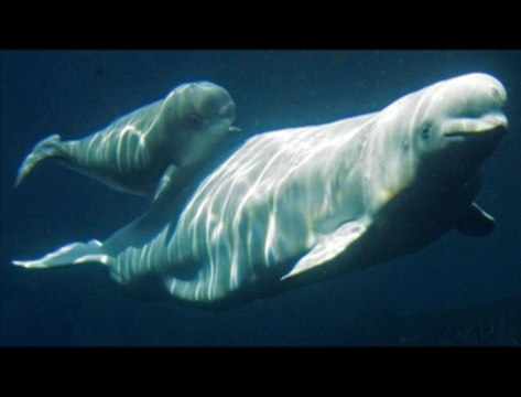 Les bélougas peuvent imiter la voix humaine