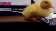 Baby duck can't stay awake