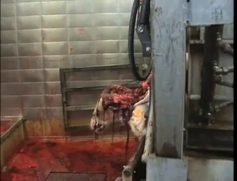 Gaia: enquête 2009 sur l'abattage rituel halal sans étourdissement en Belgique