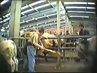 Gaia filme la maltraitance des bêtes au marché de Ciney